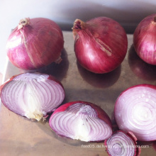 Gelb Frische Zwiebel Niedrigster Preis Frische Gelb Zwiebel